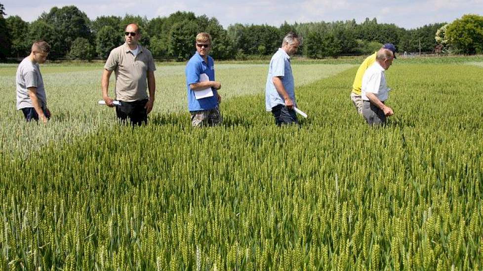 De bezoekers aan de demomiddag konden in het graanveld duidelijk de verschillen in vatbaarheid voor met name gele roest zien.