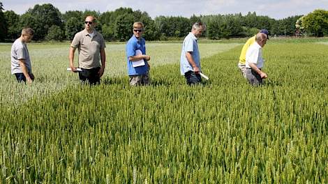 De bezoekers aan de demomiddag konden in het graanveld duidelijk de verschillen in vatbaarheid voor met name gele roest zien.