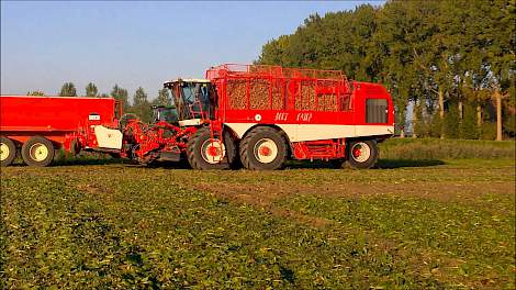 Cichorei oogsten Koninklijke Maatschap de Wilhelminapolder 2014 - Harvesting chicory KMWP