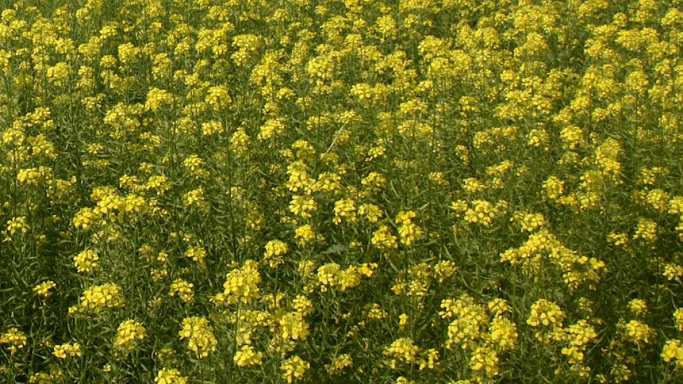 Aardappelopslag groeit dit najaar vaak in de groenbemesters die na de graanoogst gezaaid zijn.