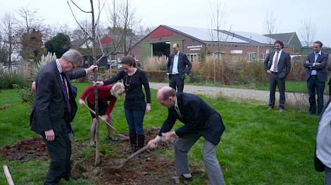 De notenboom die gedeputeerde Van Beveren plantte staat voor de groei van de samenwerking binnen de plantaardige sector in de regio.