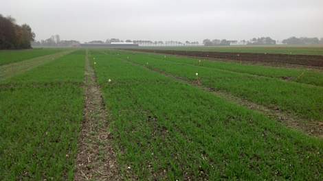 De proeven met wintergranen van Proeftuin Zwaagdijk komen al boven in Wieringerwerf.