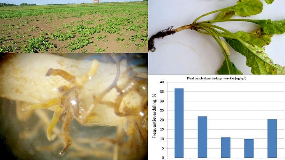 Op een perceel met rivierklei trof BLGG zinkovermaat aan. Bemonstering geeft duidelijkheid en bekalken kan problemen voorkomen.
