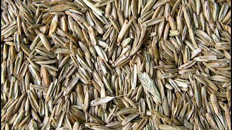 De fraude betreft tenminste drie rassen Westerwolds raaigras die onder meer in de landen Portugal en Frankrijk op de markt zijn gebracht.