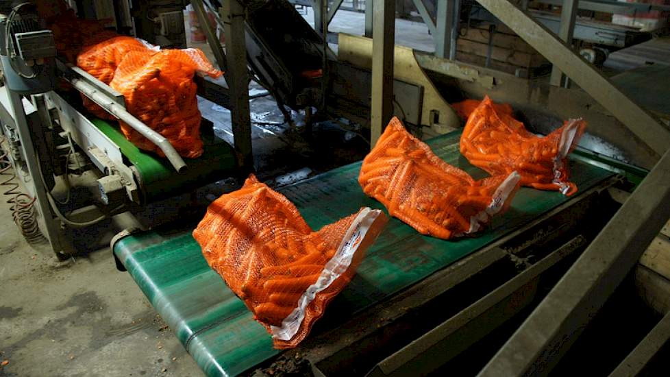 Nederland is de grootste exporteur van peen naar Duitsland.