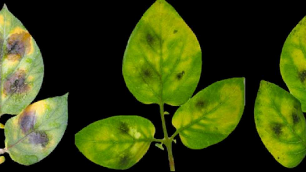 Phytophthora kan de gewone aardappelplanten aantasten (links), maar aardappels die zijn uitgerust met een nieuw gevonden afweer (midden en rechts)  van een Zuid Amerikaanse wilde aardappel, worden minder aangetast.