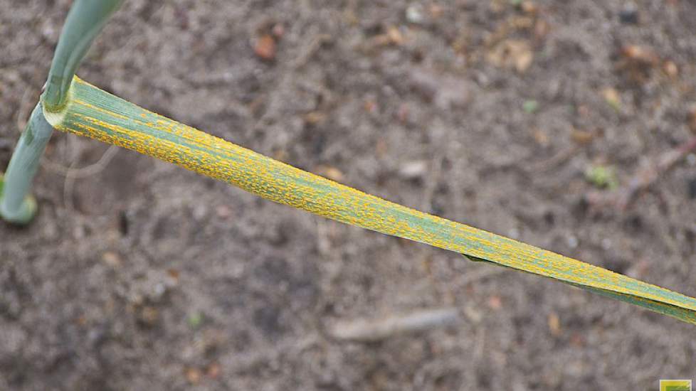 Zonder gewasbescherming kunnen gele roest (foto) en septoria bladvlekken zich snel ontwikkelen in wintertarwe en andere granen.