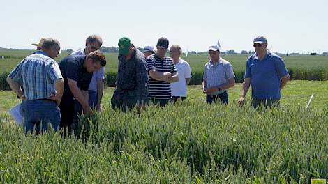 Telers bekijken samen met Bert Westhoff van BASF de gezondheid van de tarwe op Ebelsheerd. Westhoff presenteerde het nieuwe middel Ceriax van BASF dat volgens de fabrikant door het mengsel van fungiciden sterker is tegen roesten, septoria en sneeuwschimme