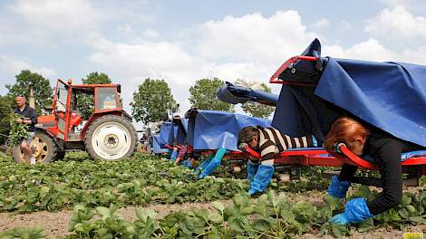 De medewerkers van Goossens Flevoplant leggen de uitlopers van de aardbeien uit om tussen de rijen nieuwe aardbeienplanten te laten groeien. Tijdens het uitleggen halen ze ook de laatste bloemen, vruchten en onkruiden weg.