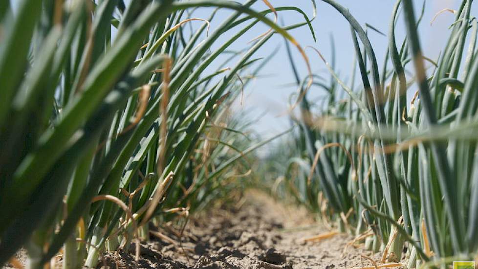 Zaaiuien in Zeeland. De uien groeien goed, maar zijn nog lang niet aan de oogst toe. Telers rooien al wel de eerste plantuien in de regio. Die gaan volgens pakkers vooral naar buurlanden.