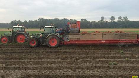 Loonbedrijf Blok Agro rooit de winterpeen van het ras Nerac bij akkerbouwer Jan Blitterswijk in Biddinghuizen.