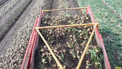 Rampen heeft de uien afland verkocht, op datum van rooien. Hij ontvangt 11 cent per kilo.