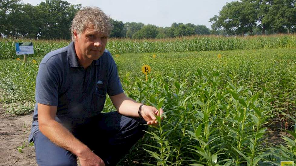 Een gelijkmatiger en steviger gewas en bollen met gezonde wortels leveren meer op voor de export, zegt René den Boer van Crehumus.