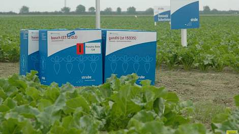 In de vroegzaadbestelling is 40 procent van het areaal voor 2016 besteld.
