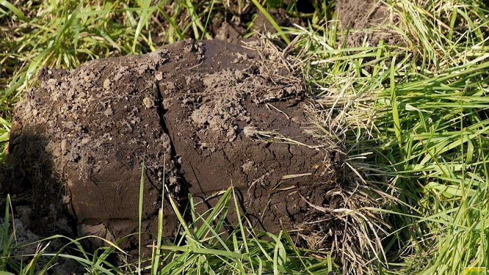 Diepe doorworteling en reductie van aantallen aaltjes van enkele schadelijke soorten zijn voordelen van de teelt van rietzwenkgras op akkerbouwpercelen.