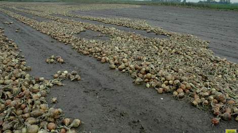 In het zuidwesten van het land liggen uien in het zwad of zijn nog helemaal niet gerooid op veel te natte percelen.