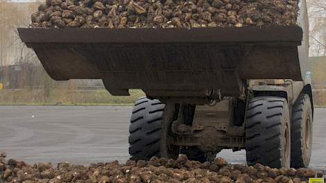 De Nederlandse suikersector mag vanaf 2017 meer bieten telen en verwerken. Een kleine groep telers ziet uitbreiding wel zitten, blijkt uit de poll van Akkerwijzer.nl.