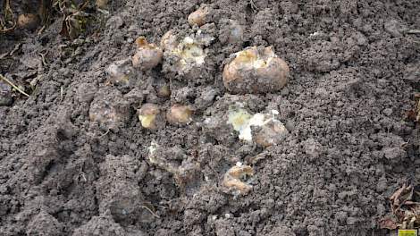 In Zuidwest-Nederland is voor Nedato zo’n 5.000 hectare aardappelen met 10 procent of meer aan rot. Meerdere percelen zijn voor 100 procent rot.