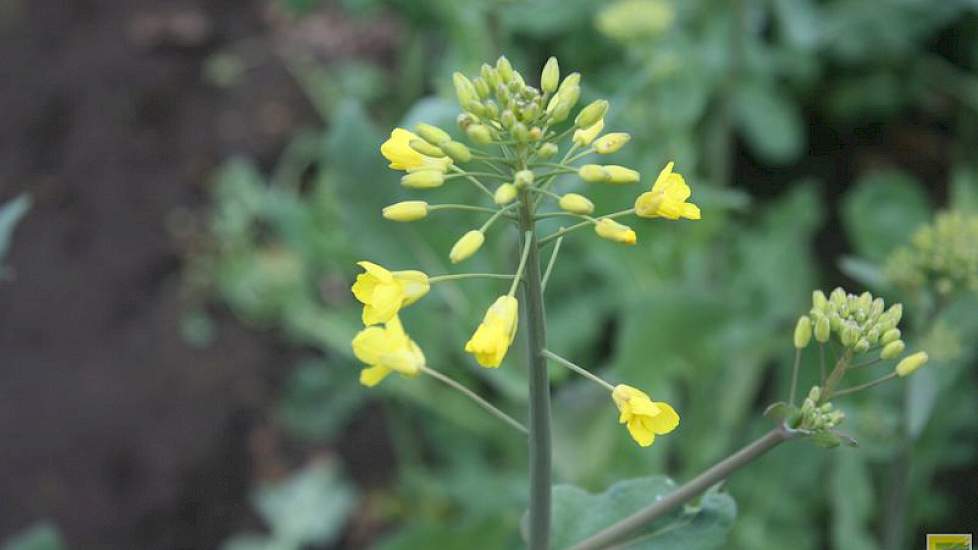 Koolzaad is zeer gevoelig voor aardvlooien. Volgens Colzaco-voorzitter scheelt de aanpak met insecticidehoudende zaadcoatings later in de teelt veel extra inzet van middelen.
