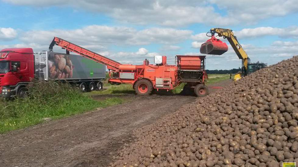 Verladen van zetmeelaardappelen bij een teler van Avebe.