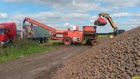 Verladen van zetmeelaardappelen bij een teler van Avebe.