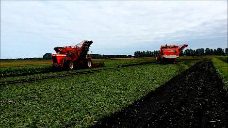 Bieten rooien bij akkerbouwbedr. Huizing in Buinen met 2 Vervaet rooiers