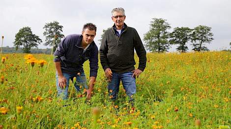 Lelietelers Gert en Jan Seubring kozen voor Afrikaantjes als maatregel tegen Pratylenchus penetrans.