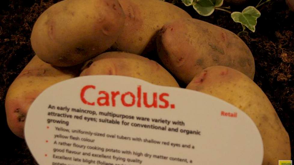 Met Carolus heeft Agrico een phytophthoraresistent ras dat goed toont het winkelschap. De nieuwe roodschillige Alouette doet het met hoge productie ook goed in Noord-Afrika.
