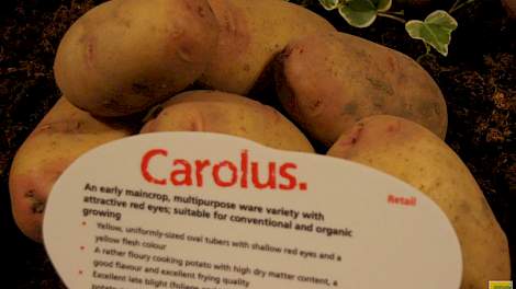 Met Carolus heeft Agrico een phytophthoraresistent ras dat goed toont het winkelschap. De nieuwe roodschillige Alouette doet het met hoge productie ook goed in Noord-Afrika.