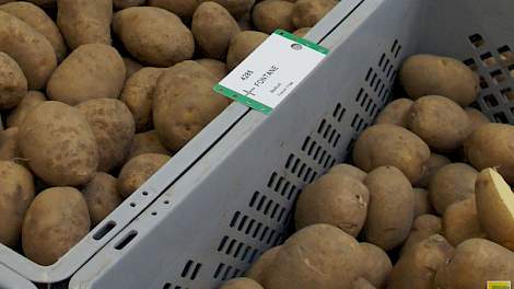 Fontane is het grootste fritesras in Europa. In België domineerde tot nu toe Bintje.