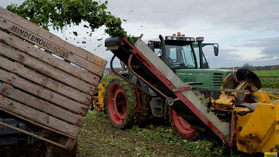 PPO Wijnandsrade onderzoekt of het afvoeren van suikerbietenblad de stikstofuitspoeling verlaagt op lössgrond.