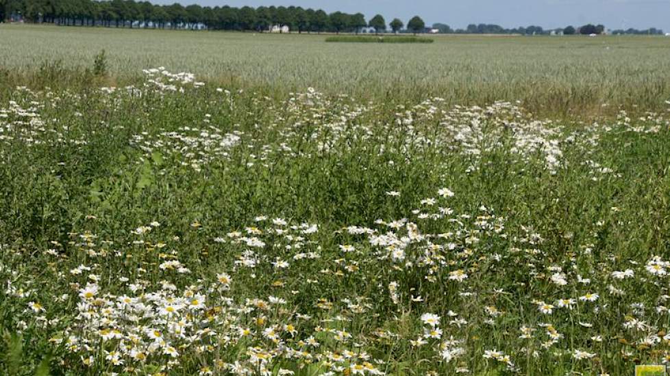 Akkerbouwers krijgen een basisbetaling, vergroeningsgeld en soms nog geld uit de regeling voor jonge landbouwers.