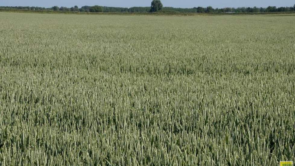 In het Oldambt zijn de zware gronden bijna jaarrond bedekt met wintergraan. Er is weinig ruimte voor gewasdifferentiatie of zaai van vanggewassen en groenbemesters.