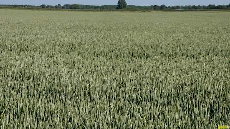 In het Oldambt zijn de zware gronden bijna jaarrond bedekt met wintergraan. Er is weinig ruimte voor gewasdifferentiatie of zaai van vanggewassen en groenbemesters.