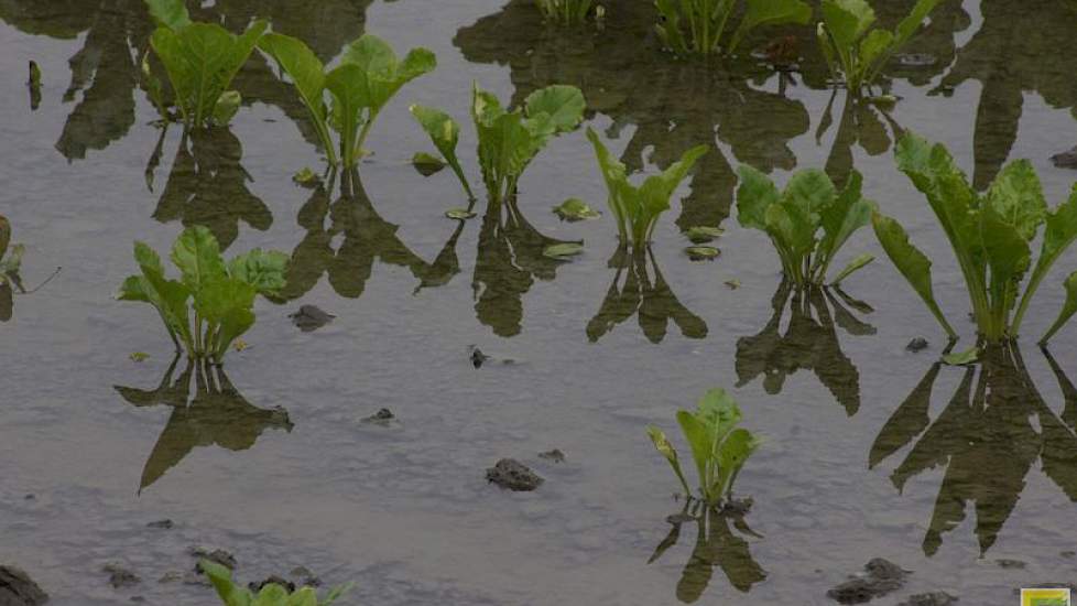 Droog, heet en kletsnat weer volgden elkaar op in groeiseizoen 2015. Het heeft effect op de kwaliteit en bewaarbaarheid van de producten.