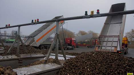 Europa verwerkt een kleiner volume suikerbieten in najaar 2015.