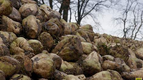 Vezels uit bietenpulp zijn geschikt als hulpstof in wasmiddelen of verf. Cosun werkt aan deze toepassingen.