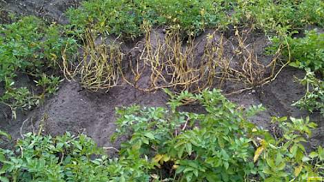 Met cisgenese ingebrachte resistentie beschermt de aardappelplant tegen phytophthora op proefvelden in Wageningen, zonder de resistentie sterft het loof snel af bij besmetting.