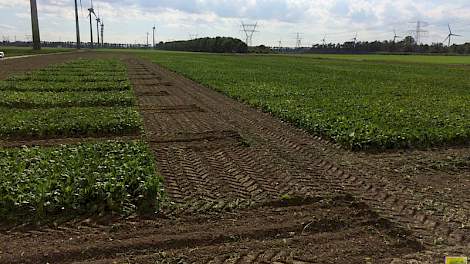 29 september: De bieten rond de proefvelden door Loonbedrijf Breure gerooid. De proefvelden liggen klaar voor de proefveldrooiers.