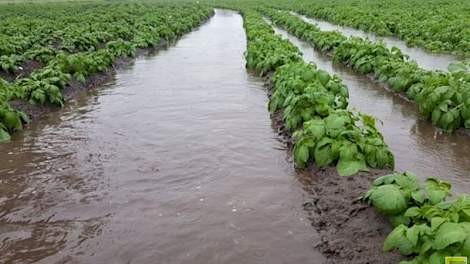 In Soerendonk stond vandaag het water tussen de aardappelruggen.