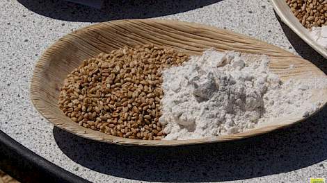 Groot aanbod van tarwe op de wereldmarkt drukt de tarweprijs. Baktarwe leverde de Agrifirm-pooltelers €2,50 premie per ton op.