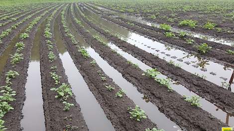 Als aardappelen 24 uur onder water staan is de oogst bedorven.