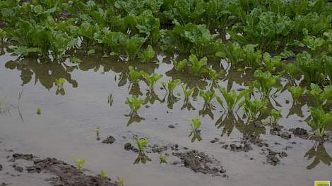 1.000 hectare bieten gaat verloren door de wateroverlast. Van de rest van de natte percelen moet nog blijken hoe de groei herstelt in de komende weken.
