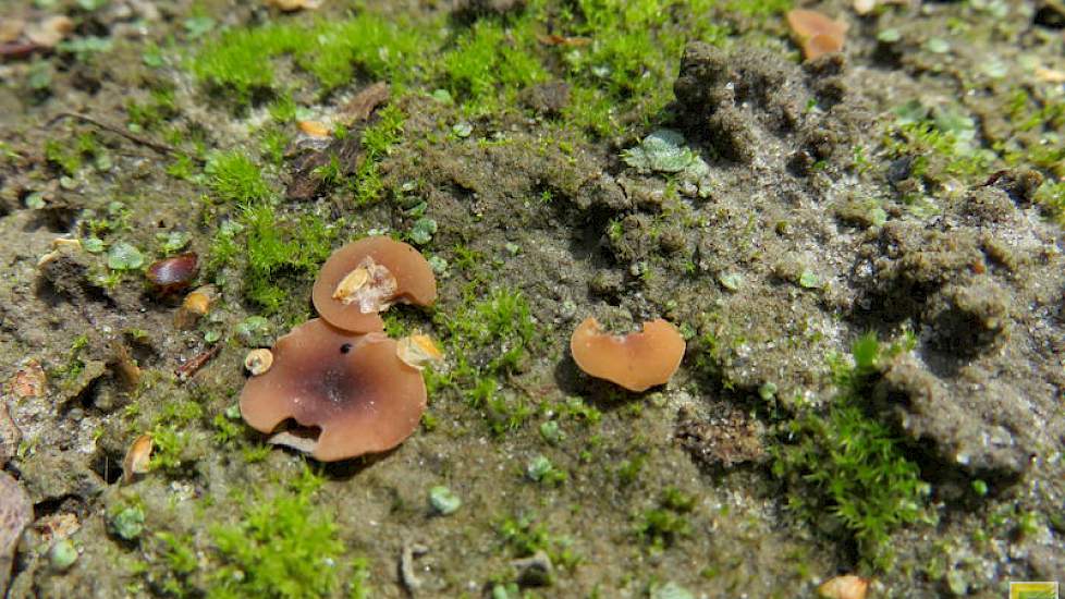 De sporendragers van Sclerotinia zijn zo klein dat de telers even diep moeten bukken tussen het gewas om ze te zien.