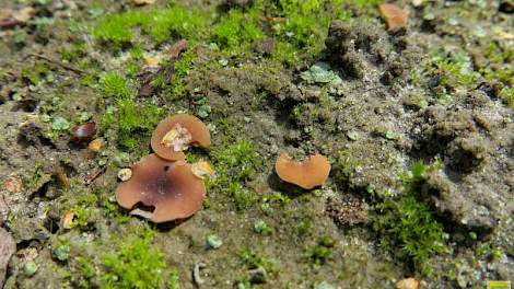 De sporendragers van Sclerotinia zijn zo klein dat de telers even diep moeten bukken tussen het gewas om ze te zien.