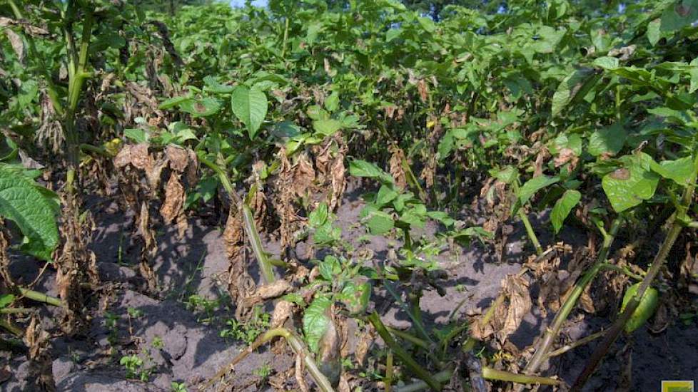 Phytophthora is agressief en moeilijk te bestrijden als de percelen te nat zijn.