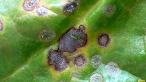 Cercospora op een bietenblad. Foto: IRS
