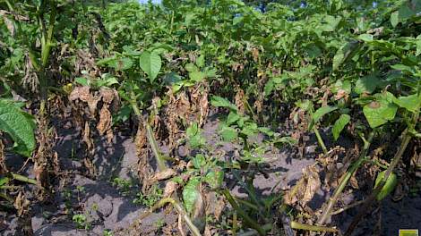 De aardappelen die dit jaar vroeg gepoot zijn hebben het meest last van phytophthora.