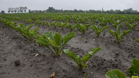 Als de bieten na de trage start en schade in het zuidoosten lagere opbrengsten leveren, zal de toewijzing voor 2017 door Suiker Unie nog wat hoger kunnen uitpakken.