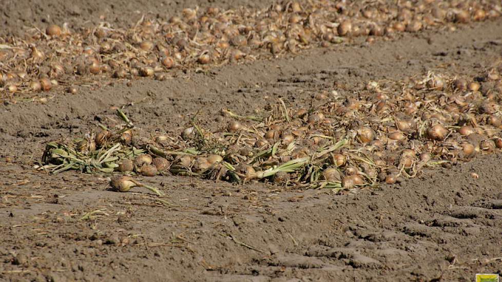 Uien zijn overal binnen of tenminste boven de grond, maar het rooien van aardappelen loopt achterstand op in kleigebieden. De grond is hard en droog, met name in het zuidwesten.